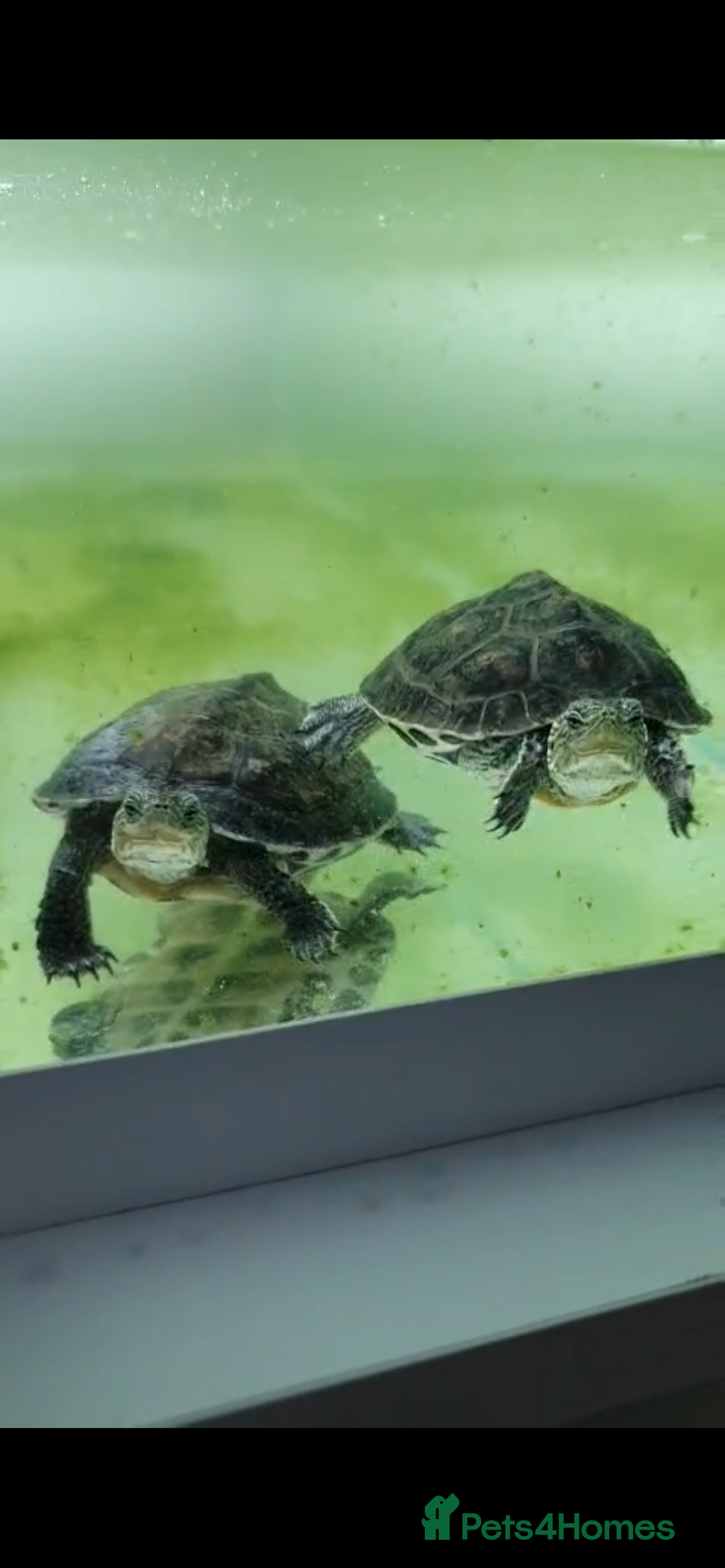Terrapin reptiles for sale: 🐢 Two Terrapins For Sale (Tank Included) - Advert 2