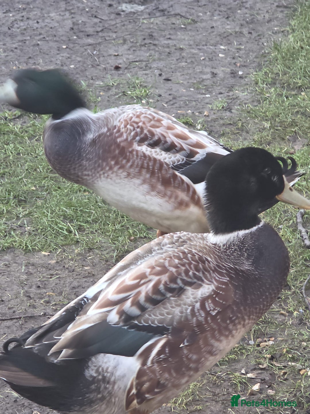 Ducks poultry for sale: 2x make ducks  - Advert 1