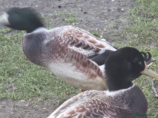 Ducks poultry 2x make ducks - Advert 1