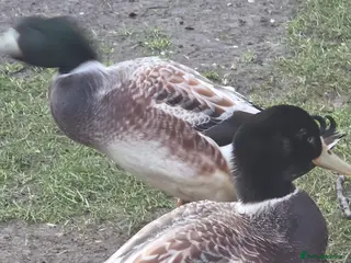 Ducks poultry 2x male Welsh harliqins - Advert 3