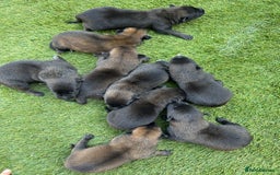 Belgian Shepherd Dog dogs for sale: Belgain malinois pups for sale  - Image 12