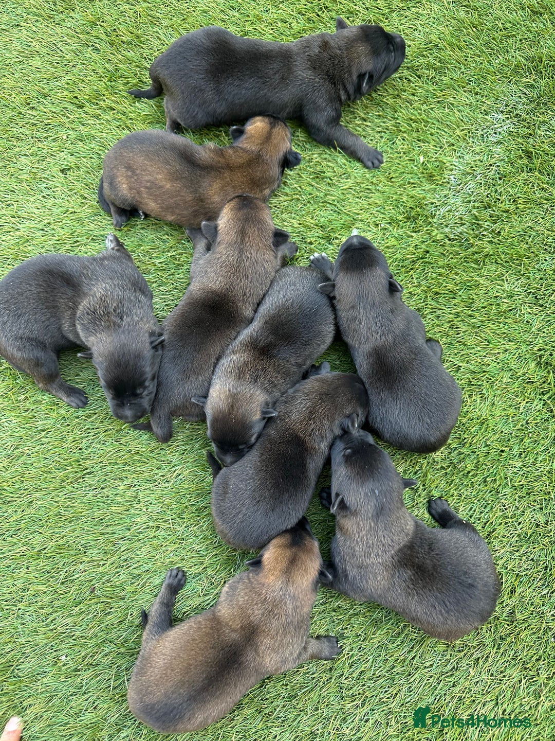 Belgian Shepherd Dog dogs for sale: Belgain malinois pups for sale  - Image 12