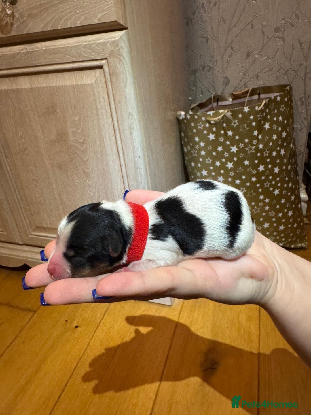Biewer Terrier dogs for sale: Biewer Terrier Puppies  - Advert 4