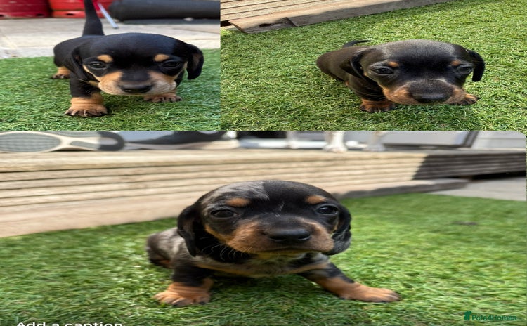Miniature Dachshund dogs - Advert 1