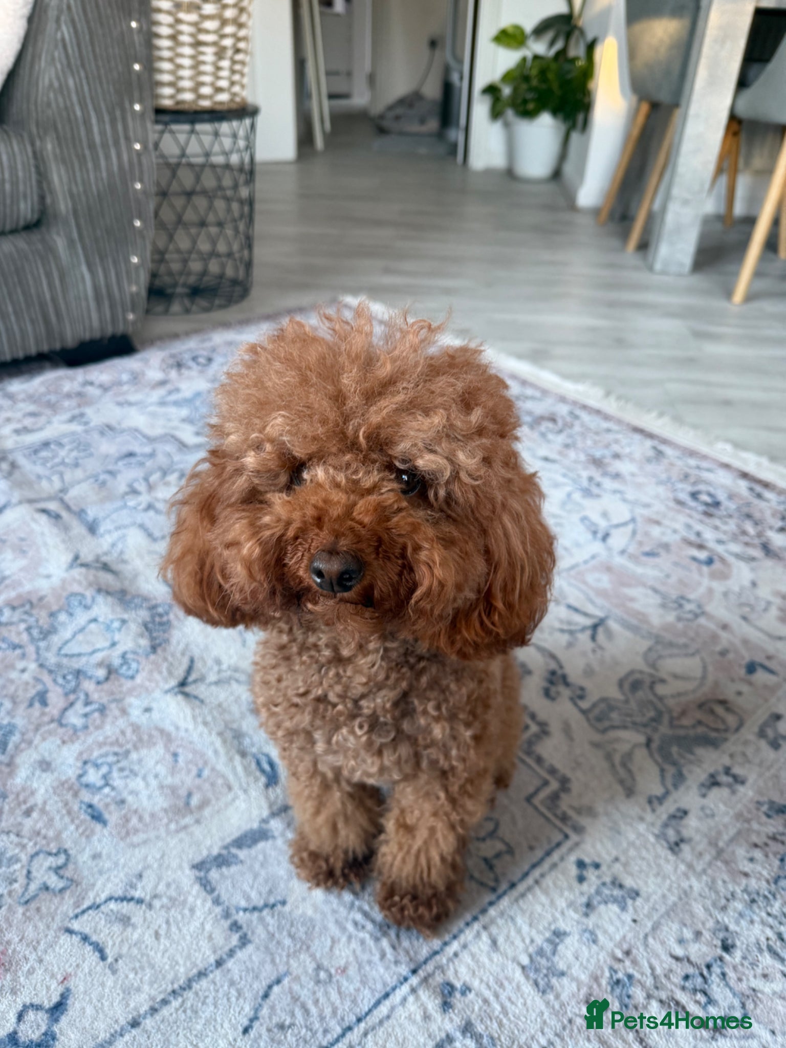 Toy Poodle dogs Toy poodle  - Advert 1