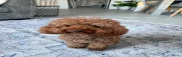 Toy Poodle dogs for sale: Toy poodle  in Basildon - Advert 1