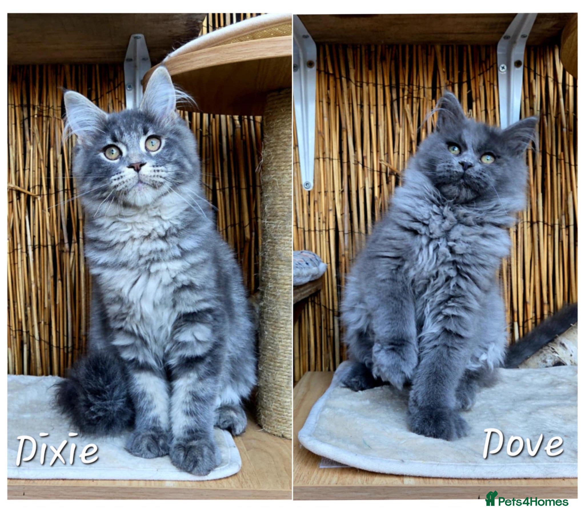 Maine Coon cats 2 Stunning GCCF Kittens Available.  - Advert 17