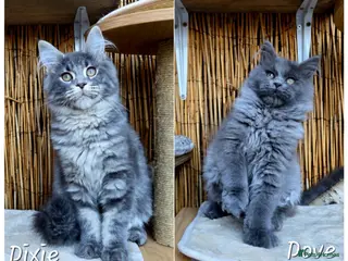 Maine Coon cats 2 Stunning GCCF Kittens Available. - Advert 17