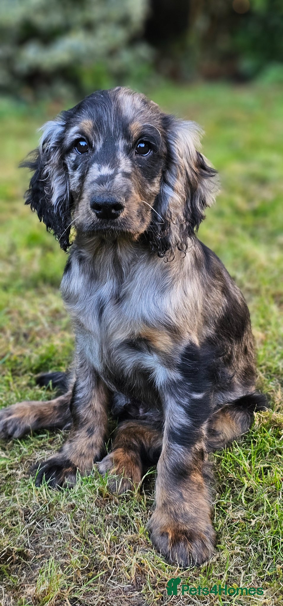 Cockapoo dogs Little boy for Sale - Advert 5