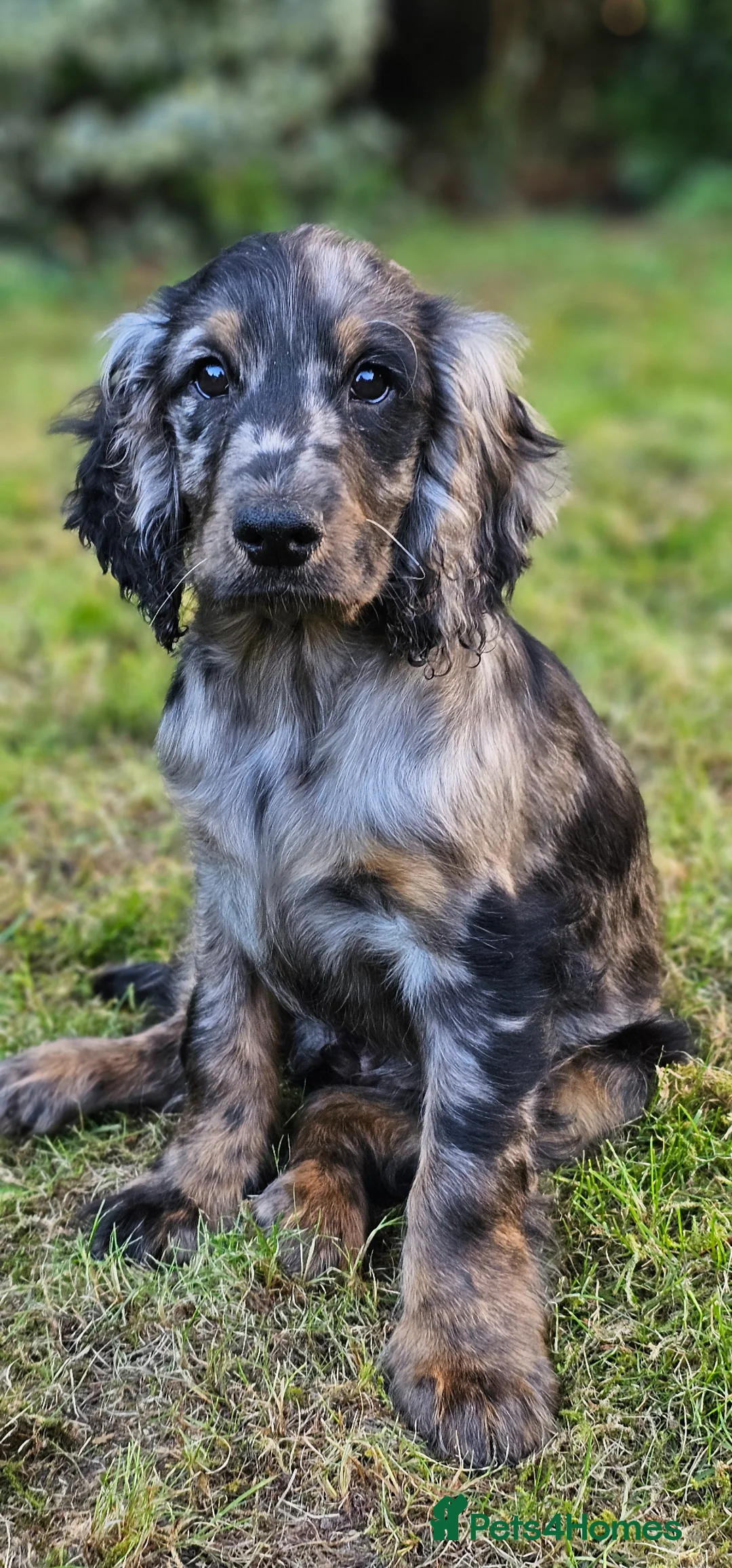 Cockapoo dogs for sale: Cocker boy - Advert 1
