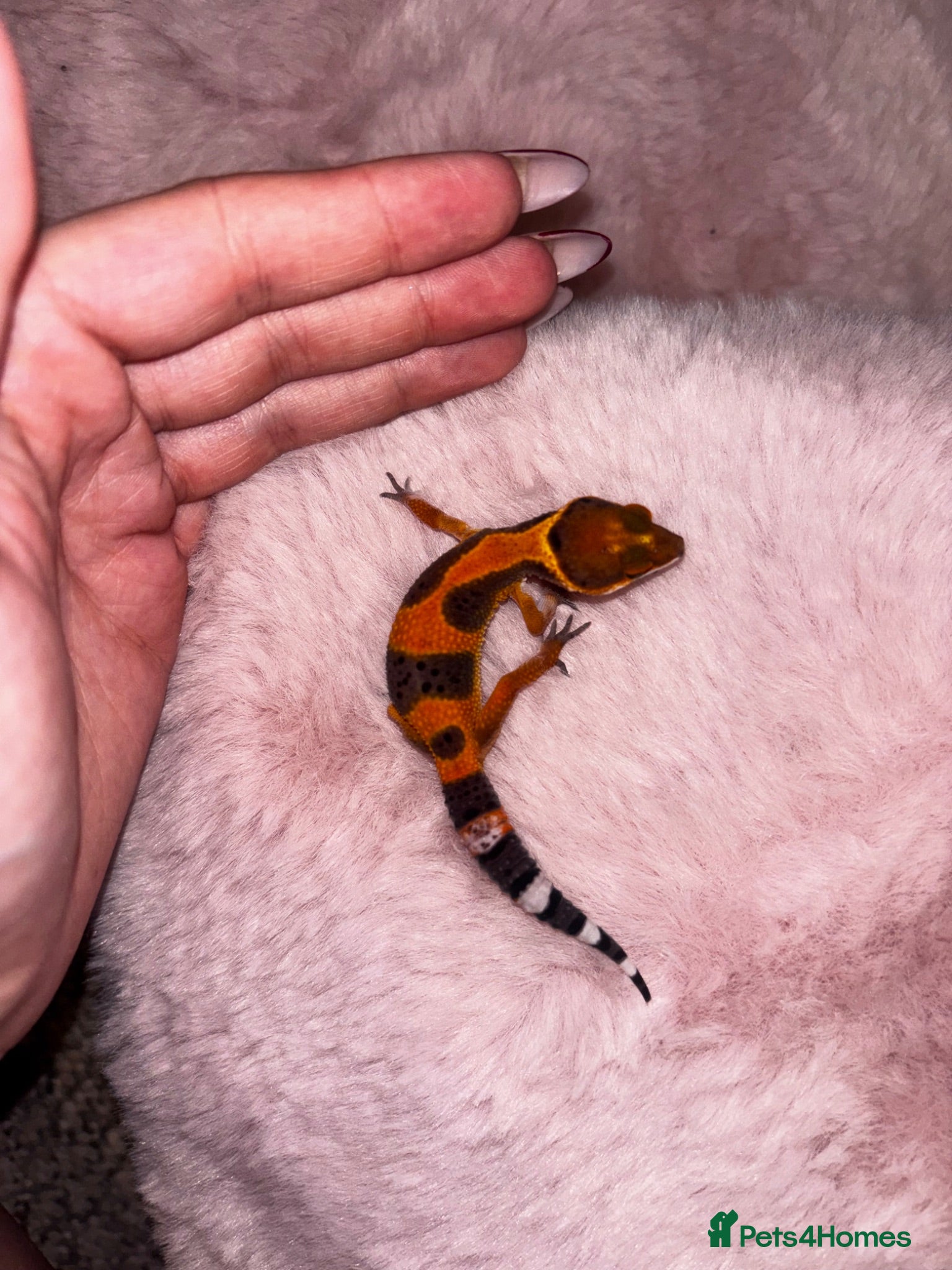 Leopard Gecko reptiles Mixed Morph Leopard Geckos For Sale - Advert 2