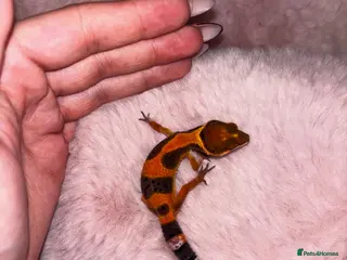Leopard Gecko reptiles Mixed Morph Leopard Geckos For Sale - Advert 2