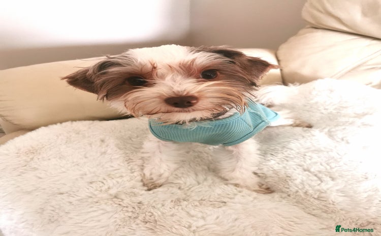 Yorkshire Terrier dogs - Advert 1
