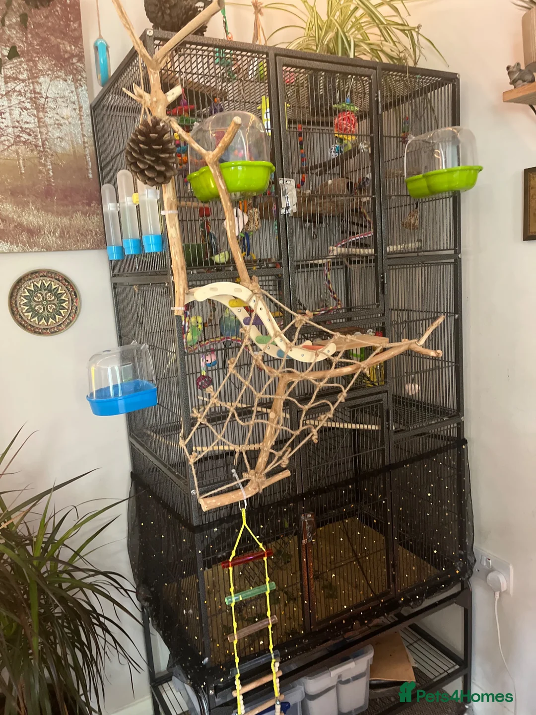 Budgerigars birds for sale: Two male budgies with cage food and all accessorie - Advert 5