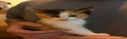 Mixed Breed cats for sale: 6/7 Week old Tortoise Female Kitten - Advert 15