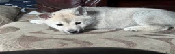 Norwegian Buhund dogs for sale: Lovely quality Norwegian Buhunds in Crumlin - Advert 15