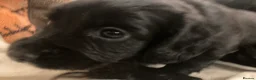 Sprocker dogs for sale: 8 beautiful healthy friendly little Sprocker pups - Advert 23