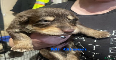 German Shepherd dogs - Advert 16