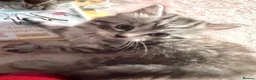 Mixed Breed cats for sale: Ragdoll x Siberian mix kittens  in Peacehaven - Advert 11