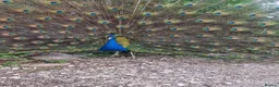 Peafowl poultry for sale: Black shoulder peacock  - Advert 1