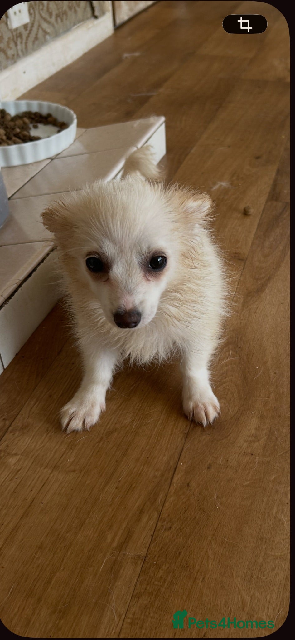 Pomchi dogs pomchi long hair boy pup  - Advert 17