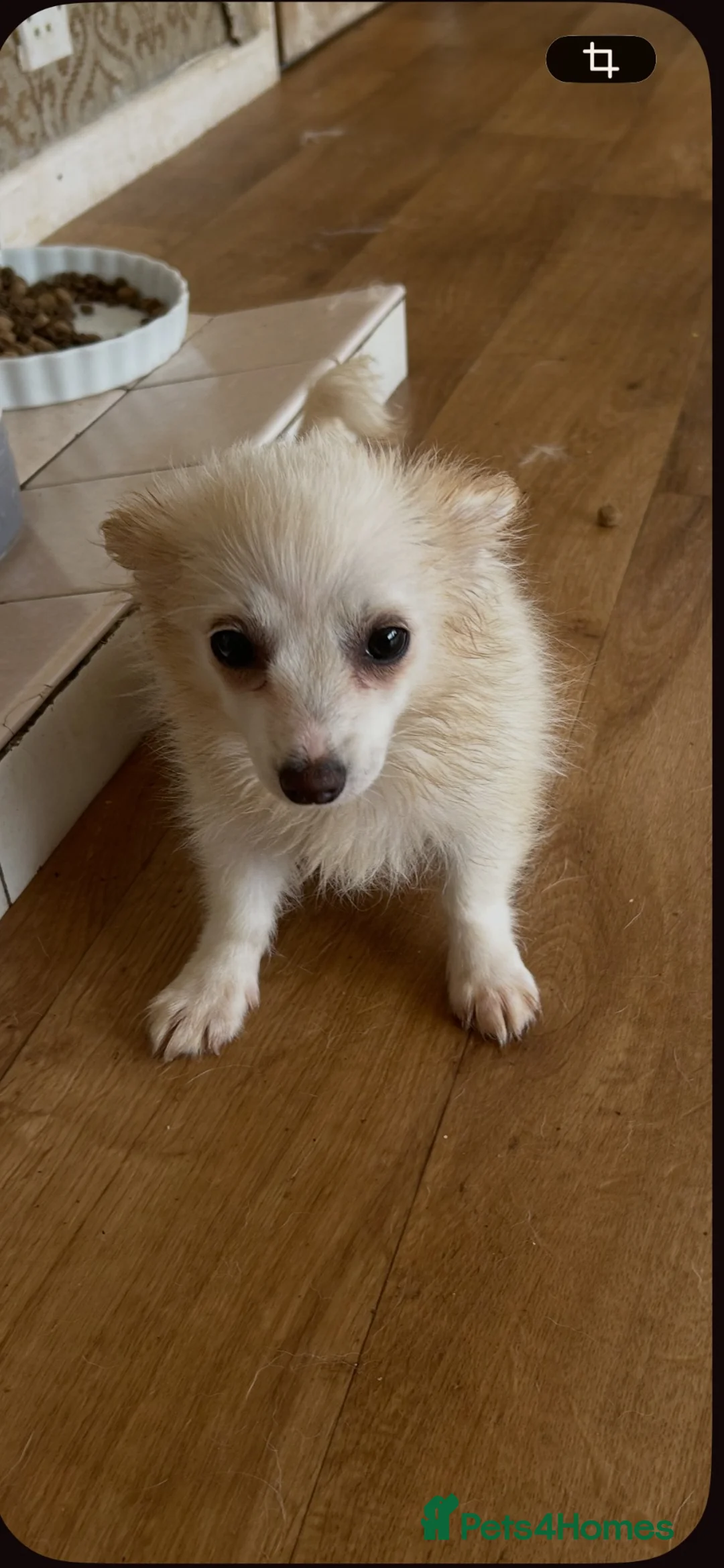 Pomchi dogs for sale: pomchi long hair boy pup  in Sanquhar - Advert 1