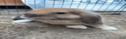 English Lop rabbits for sale: READY TO LEAVE   - Advert 3