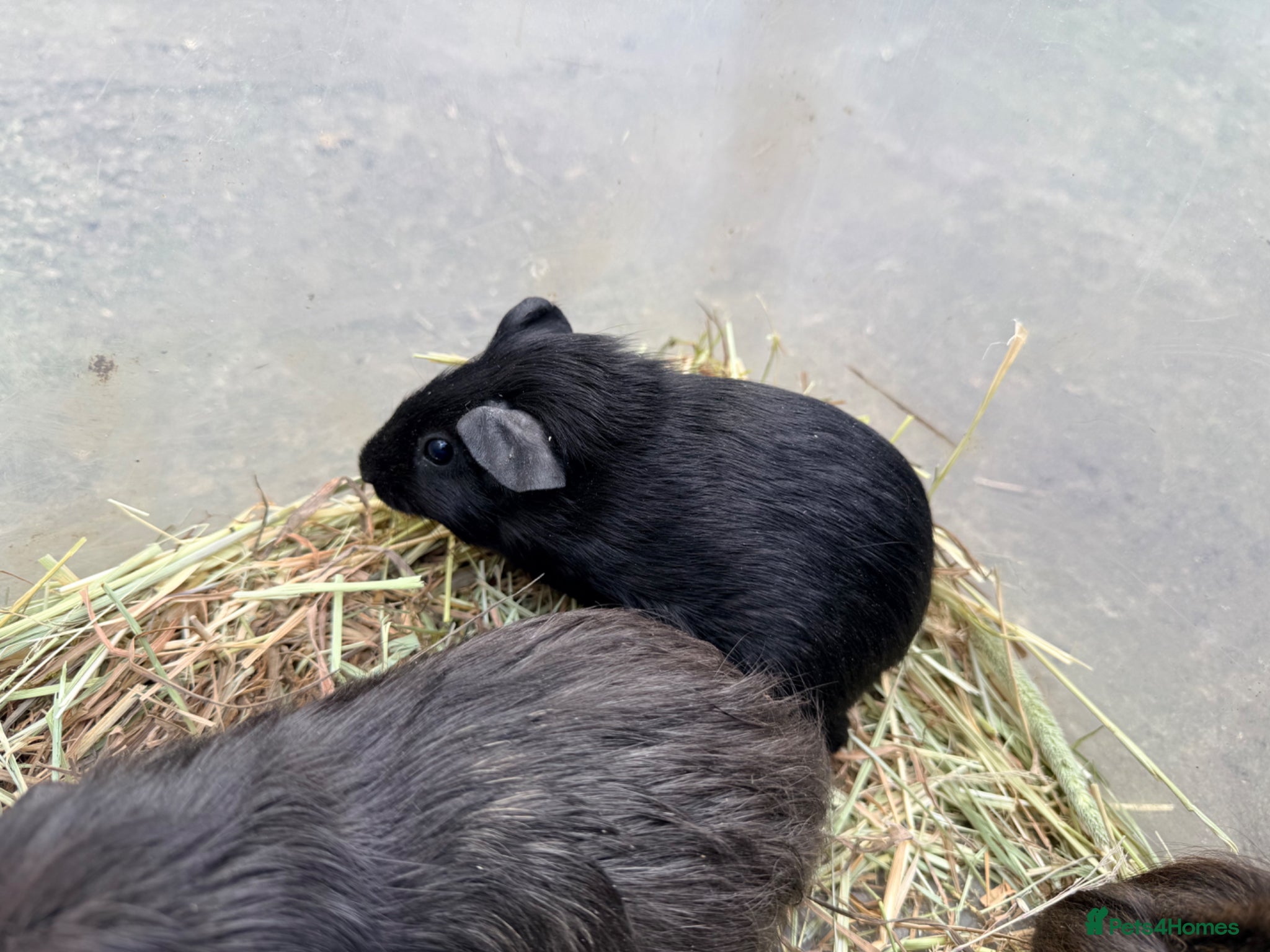Guinea Pig rodents Baby sow guinea pigs  - Advert 13
