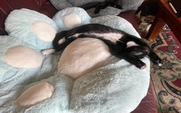 Mixed Breed cats for sale: Amazing Russian Blue/Bombay xbreed Kittens - Image 3