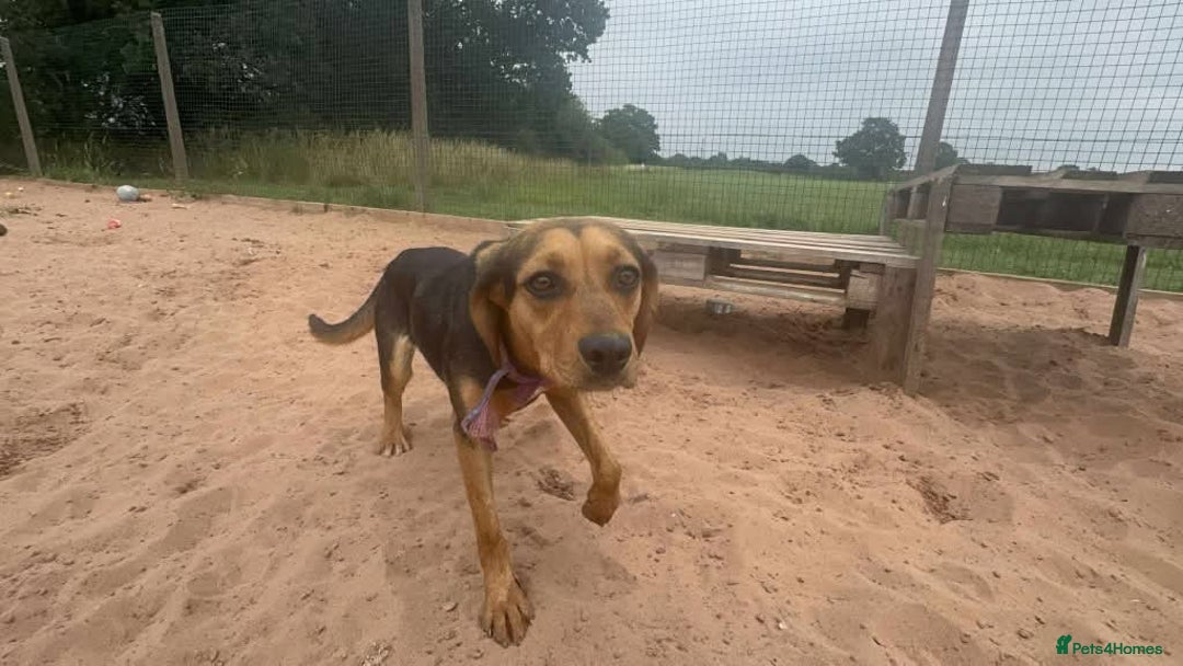Mixed Breed dogs for adoption: Meet Coral, currently residing in Cheshire  - Image 9