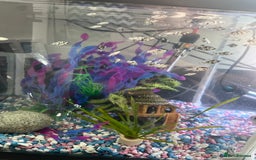 Mollies fish for sale: Dalmatian Mollies (babies) - Image 6