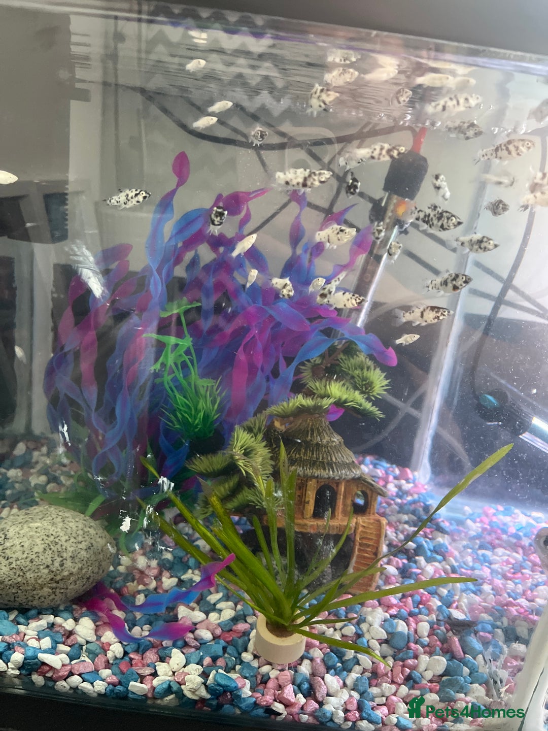 Mollies fish for sale: Dalmatian Mollies (babies) - Image 6