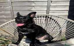 Jug dogs for sale: 2 small dogs for adoption - Image 5