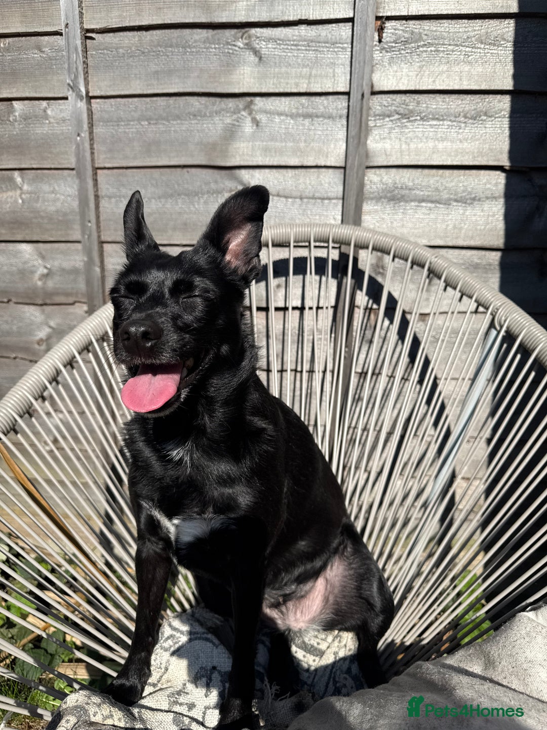 Jug dogs for sale: 2 small dogs for adoption - Image 5