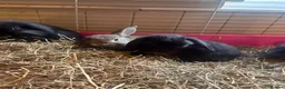 Mixed Breed rabbits for sale: Mixed breed rabbits in Durham - Advert 10