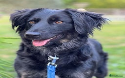 Mixed Breed dogs for adoption: Ruby – Gentle, Silly, Escape-Artist Extraordinaire - Image 2