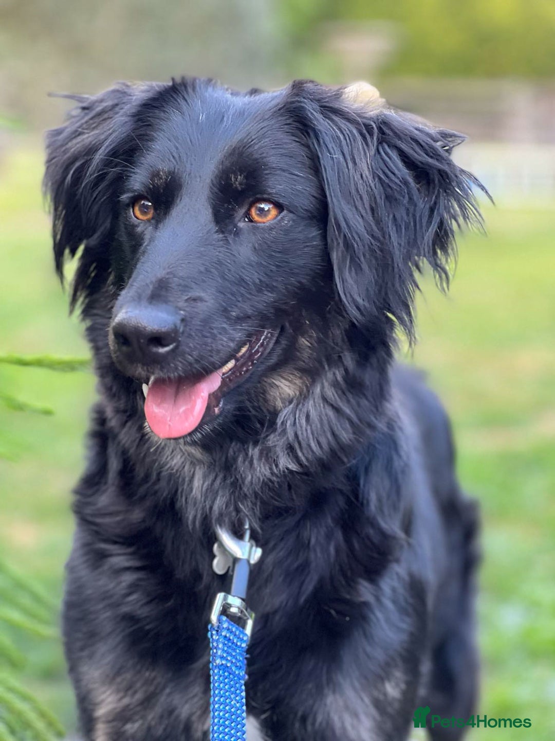 Mixed Breed dogs for adoption: Ruby – Gentle, Silly, Escape-Artist Extraordinaire - Image 2
