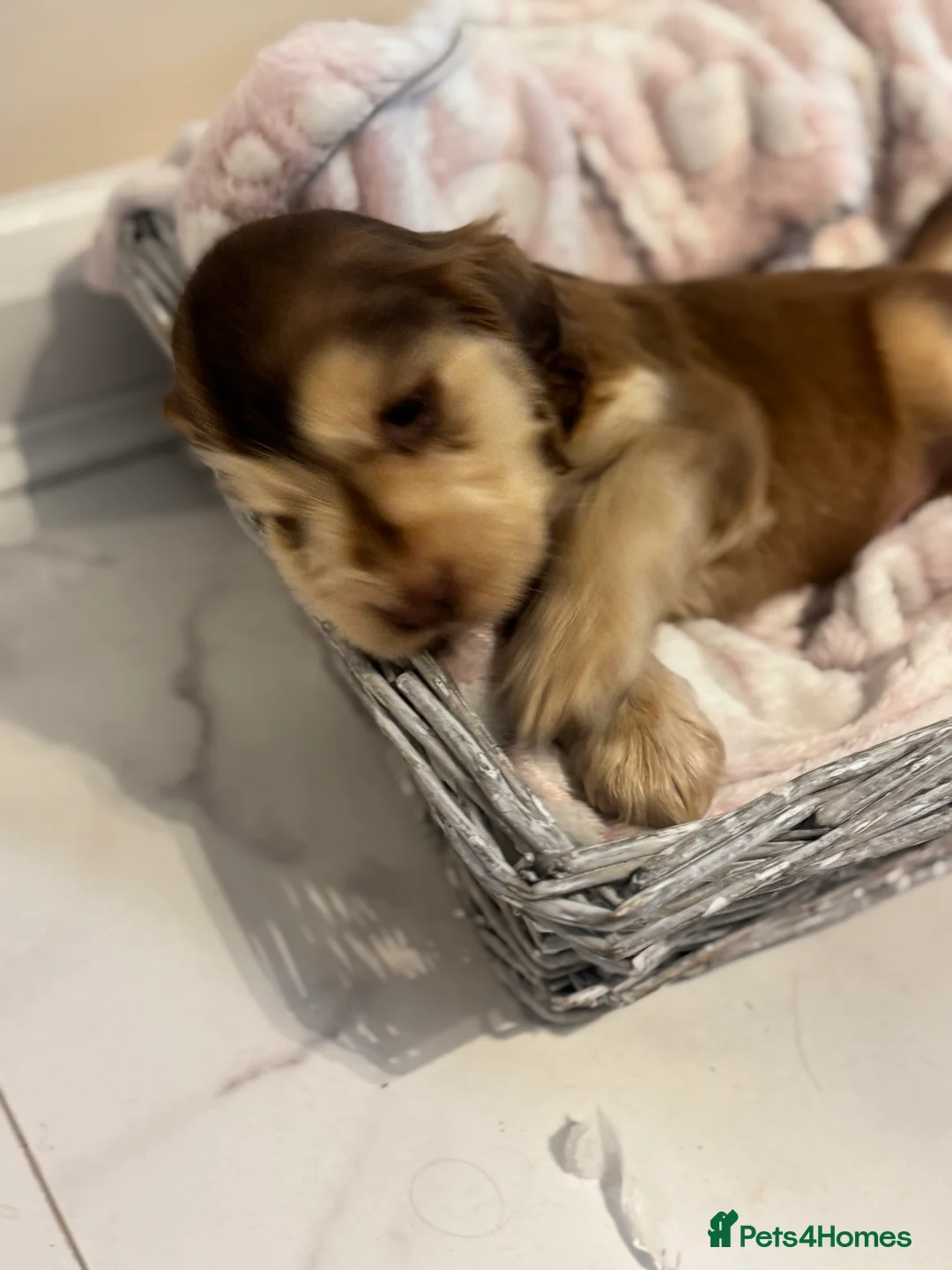 Cocker Spaniel dogs for sale: Beautiful KC registered show spaniels  - Advert 9