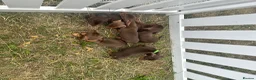 Miniature Dachshund dogs for sale: Beautiful Chocolate & Tan Dachshund Pups Ready Now - Advert 5