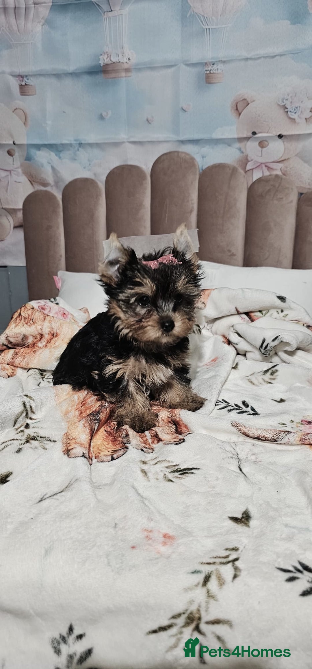 Yorkshire Terrier dogs for sale: Tiny miniature Yorkshire terriers - Advert 25