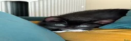 Mixed Breed cats for sale: FREE 3 Tuxedo Kittens + 1 Black kitten 4 Adpotion - Advert 4