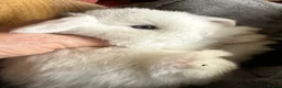 Mini Lop rabbits for sale: Mini lop babies ready for small hands - Advert 13