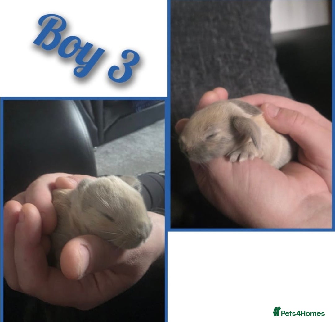 Mini Lop rabbits for sale: Gorgeous litter of mini lops RTR - Advert 3