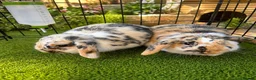 Sable rabbits for sale: Two Beautiful Bonded Female Rabbits  - Advert 1