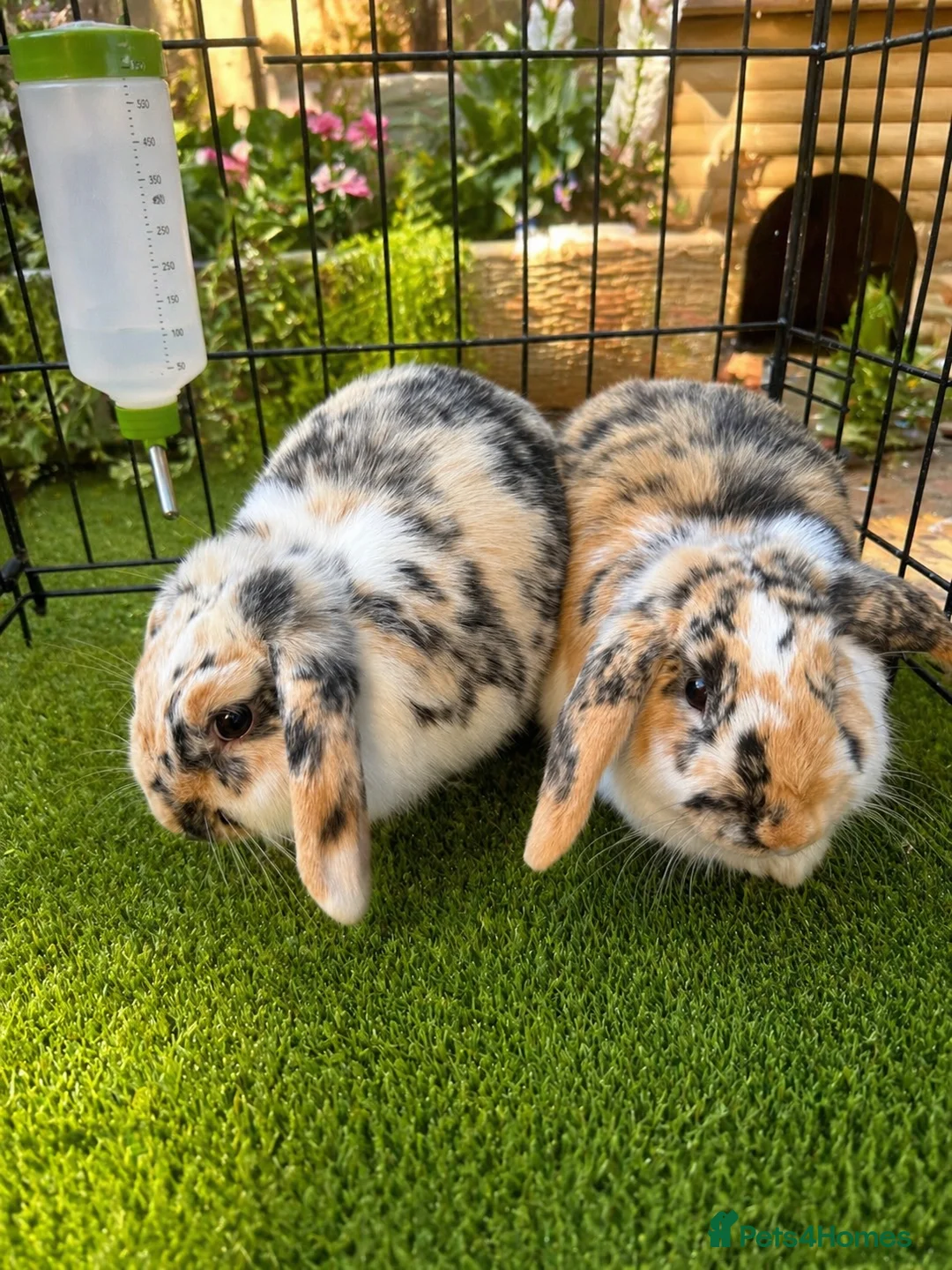 Sable rabbits for sale: Two Beautiful Bonded Female Rabbits  - Advert 1