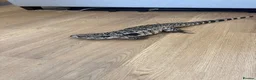 Lizard reptiles for sale: Female tegu  - Advert 3