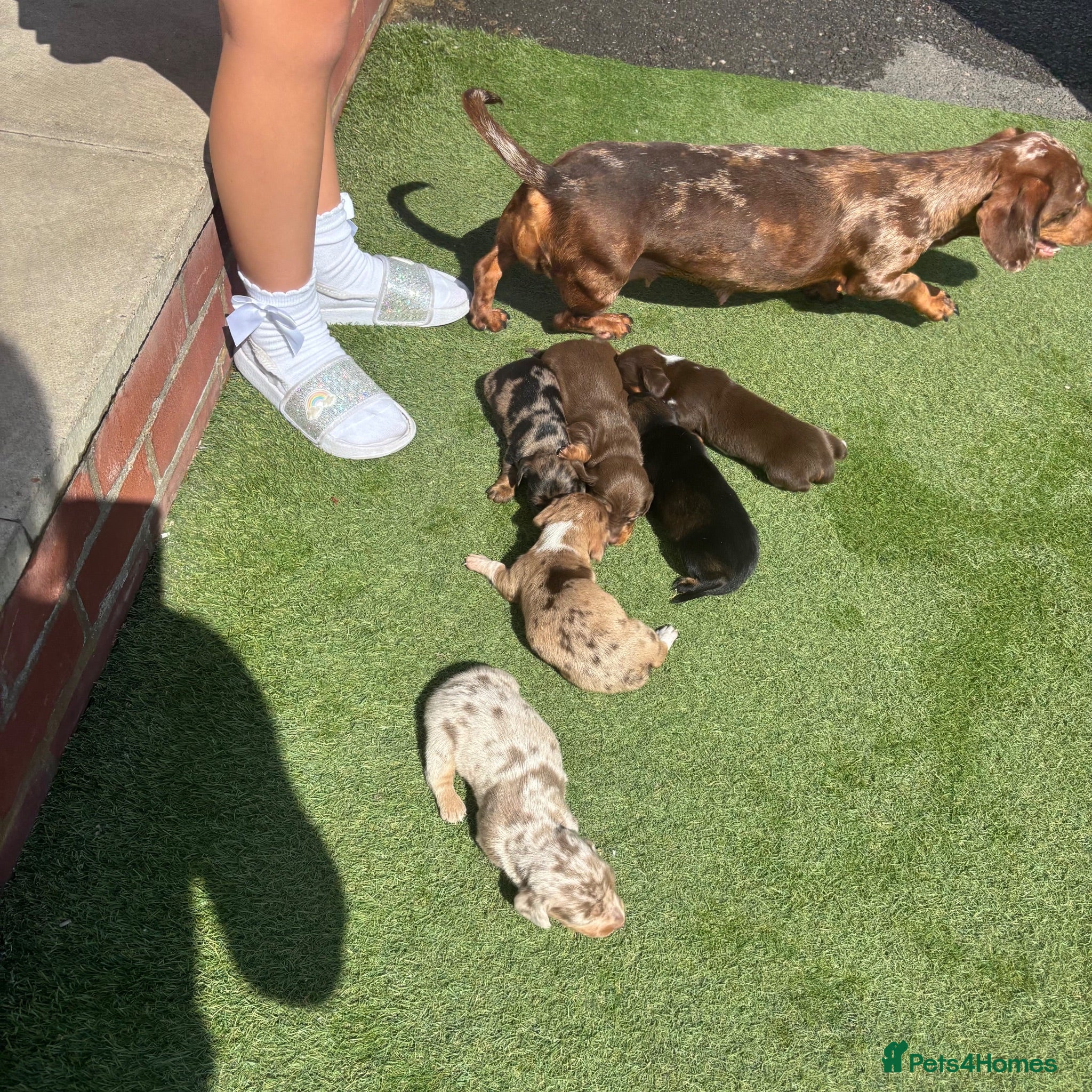 Miniature Dachshund dogs Mini dachshund - Advert 3