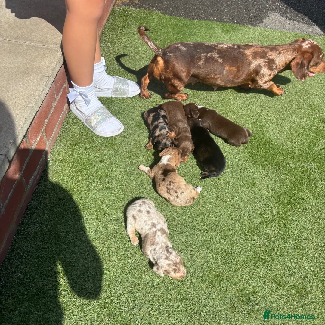 Miniature Dachshund dogs for sale: Mini dachshund in Luton - Advert 1