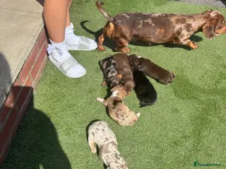 Miniature Dachshund dogs Mini dachshund - Advert 1