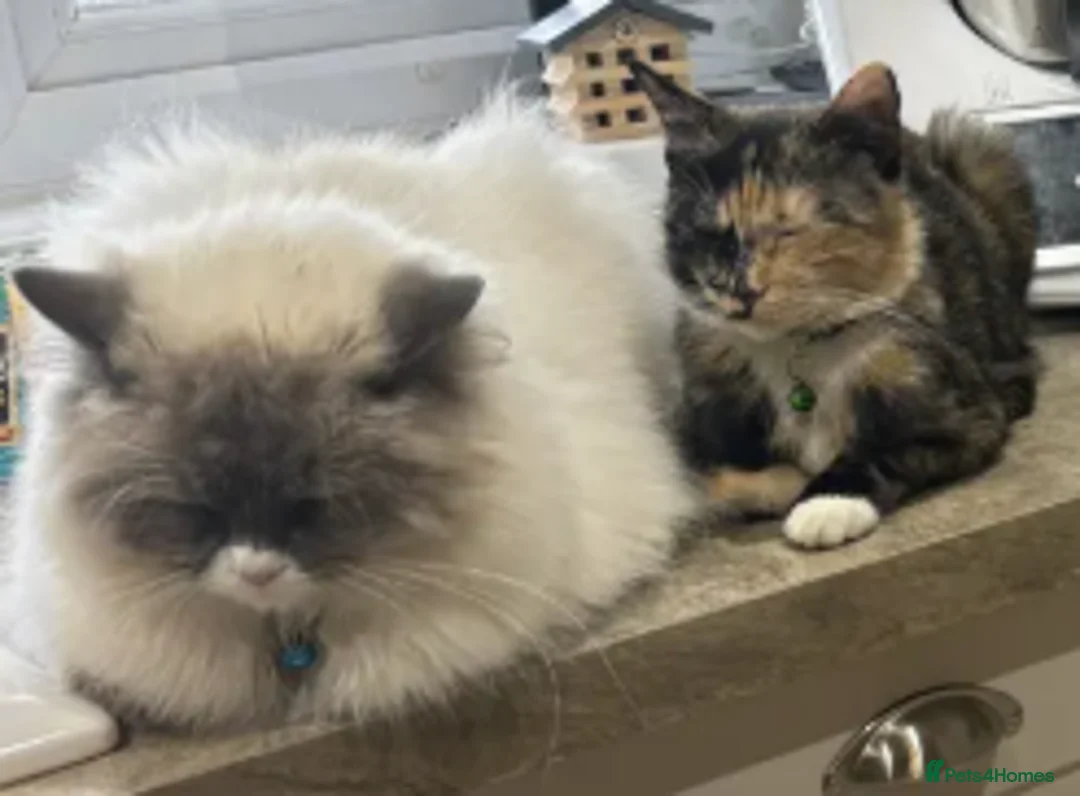 Ragdoll cats for sale: Ragdoll x Domestic Tortoiseshell Shorthair Kittens - Advert 1
